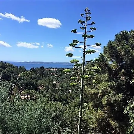 Tournematin *